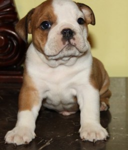 Affectionate And Playful English Bulldog Puppies For Adoption