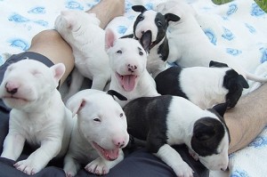 Cute Bull terrier Puppies male and female  ( Potty Trained)