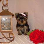 !!!two sweet teacup yorkie puppies now available to go to any sweet home !!!