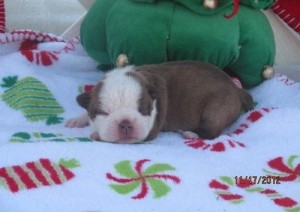 FREE BOSTON TERRIER male and female.