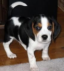 AKC Show Quality Beagle Puppies