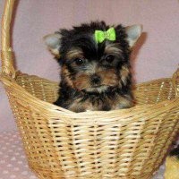 Two Baby doll face teacup Yorkie puppies looking for a new home for Christmas adoption