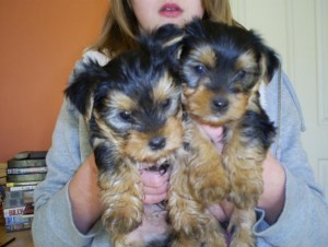 Male and Female Teacup Yorkie Puppies For X-mass***