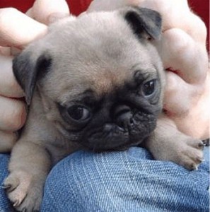 Male and female pug puppies for free adoption