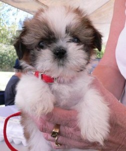 *****Lovely Male and Female Shih Tzu Puppies for X-mass*****
