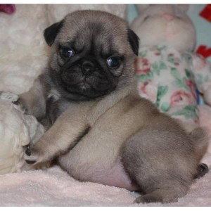 Beautiful Pug puppies