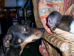 Lovely Capuchin Monkey For Adoption Name Julius