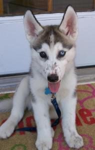 male and female Siberian husky puppies For Christmas (267)486-4118