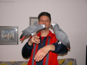 X-mas African grey parrots.