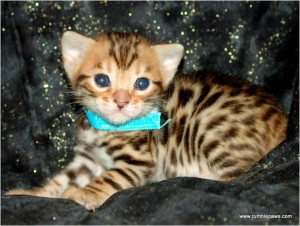 Beautiful markings Bengal Kittens(914) 458-7035