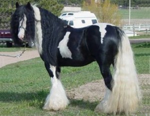 Black gypsy vanner For Adoption TO ANY LOVING HOME JUST TEXT US VIA 7722284390