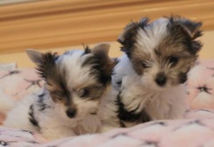 Christmas Yorkies Puppies For Good Homes