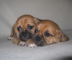 Beautiful Puggle Puppies ready to go now new homes.