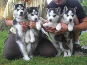 Adorable Siberian husky puppies For Adoption...