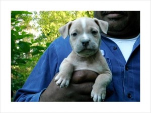 Gorgeous Male and Female American Pit Bull Terrier Puppies