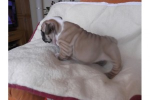 English Bulldog puppies looking a new home