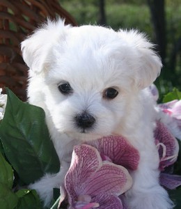 Beautiful T-cup maltese Puppies..(Male and Female)