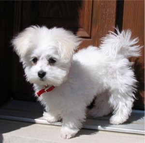 Adorable and lovely maltese for free adoption