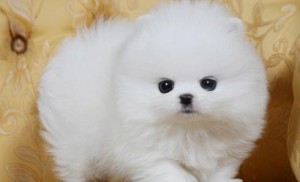 **White and Black Pomeranian puppies for Adoption**