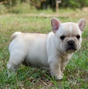 Top Quality french bulldog puppies Available for rehoming