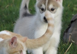 Healthy And Lovely  Siberian Husky Puppies For Sale Now Ready To Go Home.