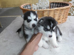 adorable siberian huskies for XMAS