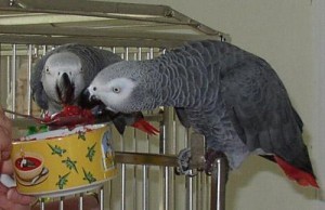 Healthy And Lovely Male And Female Africa Grey Parrots For Sale Now Ready To Go Home.