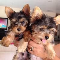 cute and adorable yorkie puppies for adoption