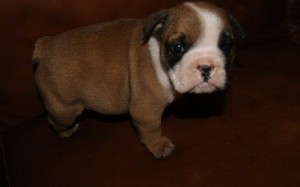 Registered/registerable,English Bulldog Puppies