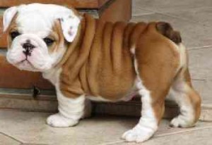 Quality English Bulldog Puppies for XMAS free GIRFT