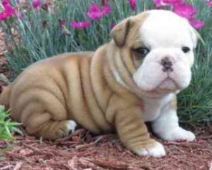 You will love our English Bulldog puppies!