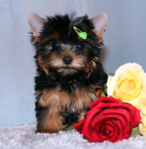 ADORABLE YORKIE PUPPIES FOR ADOPTION