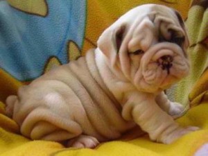 Englisn Bulldog Puppies For Adoption