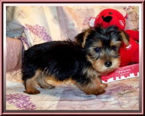 Approved ASN Teacup Yorkie Puppies For Adoption** Good Homes Only Please*** Pick Up Available &amp; Shipping If Need Be**