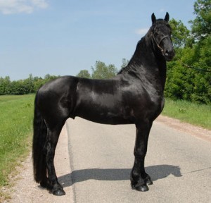 Friesian horse for adoption