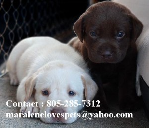 Affectionate Male and Female  labrador puppies (805-285-7312)