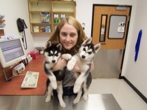 Two lovely siberian husky puppies . text now via 4356257638