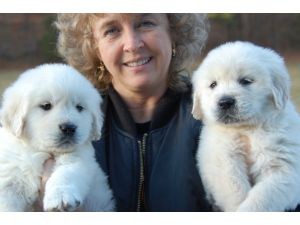 Xmas Golden Retriever  Puppies For Adoption .