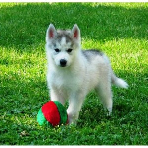 Affectionate Siberian Husky puppies  male and female In Need Of A Loving Home