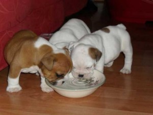 Healthy Looking male And Female fawn and white Bulldog puppies For Re-Homing