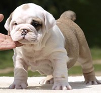 Adorable male and female english bull dog puppies for adoption