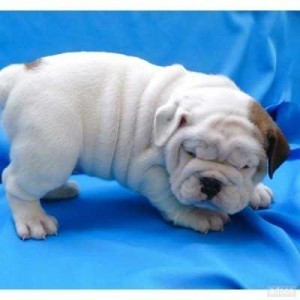 Great Quality English Bulldog Puppies. ... TEXT AT (301-747-7731)  For Details