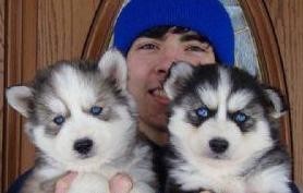 Awesome AKC Siberian husky Puppies.