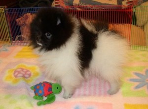 male black and white parti Pomeranian puppies For Caring Homes