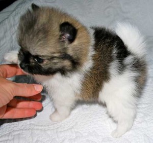 X-MAS MALE AND FEMALE Pomeranian PUPPIES FOR re home NOW