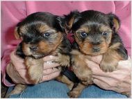 two adorable yorkiy puppies ready for adoption