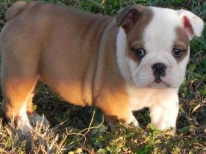 Kids Loving English Bulldog puppies for Christmas Send Text to (719)-476-0069