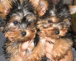 Charming Xmas Male And Female teacup yorkie Puppies For adoption Now Ready To Go Home(we ship if need be)please contact