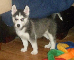 Excellent temperaments Siberian Huskys