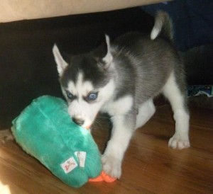 8 weeks  Siberian Huskys